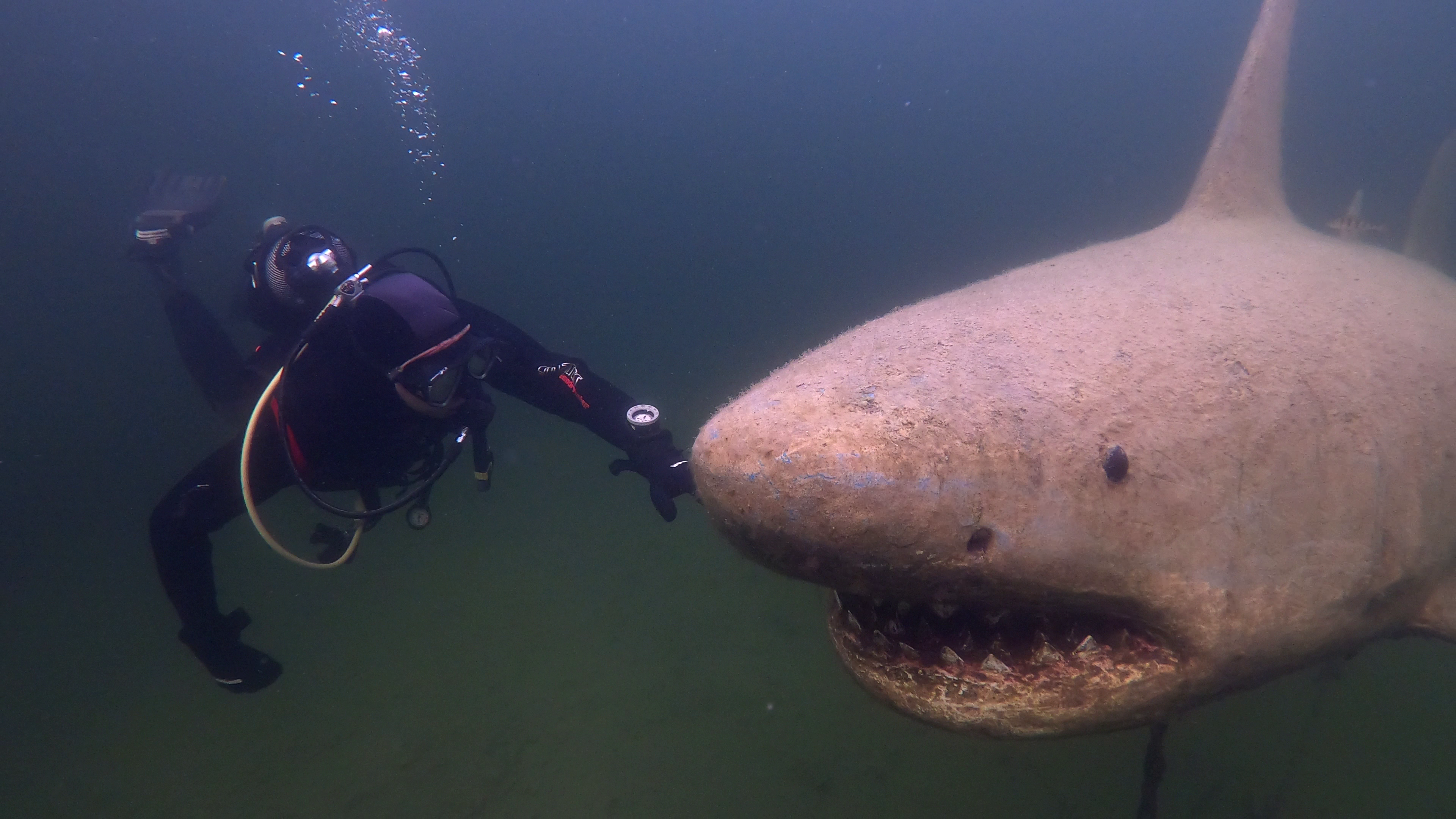 PADI OWD Manual - nirēju mācību grāmata Open Water Diver kursos angļu vai krievu valodā — attēls 6
