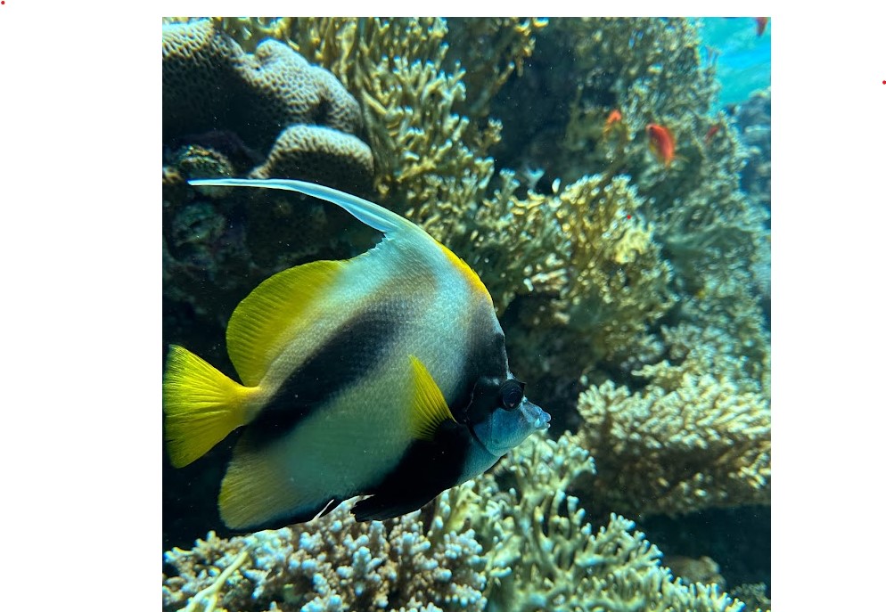 PADI KORALLRIEF