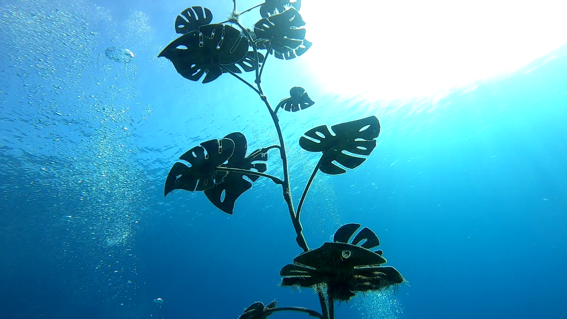 PADI Digital Underwater Photographer (Zemūdens fotogrāfa kursi) - Image 3
