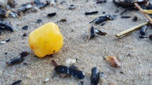 amber on the shores of the Gulf of Riga