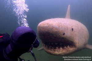 Un gran tiburón blanco de 3,5 metros de largo en el embalse de la cantera Dolomite