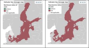 Helicom. : Pelēko roņu skaits Baltijas jūrā samazinās.