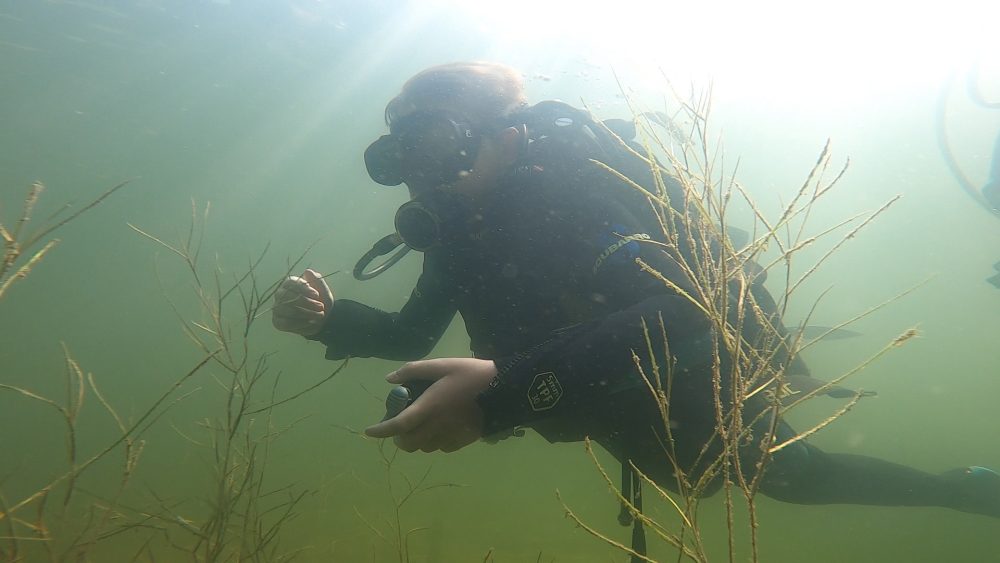 Open Water Diver PADI Open Water Diver Ūdenslīdēju apmācība.jpg