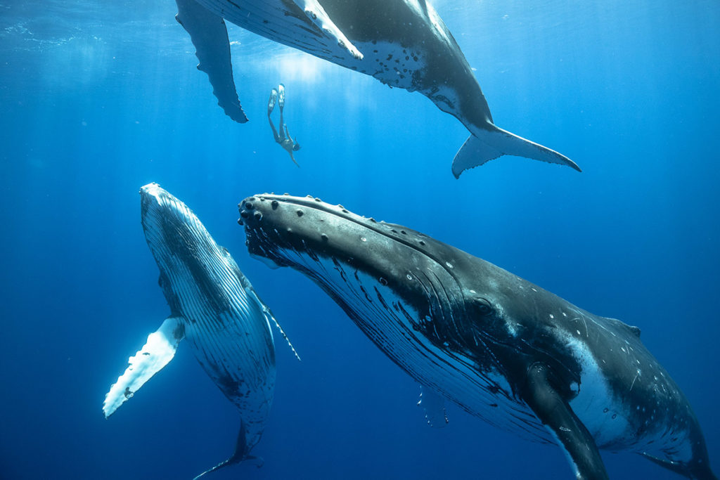 Всемирный день китов – 2023