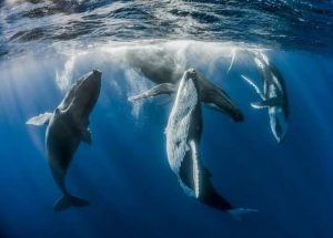 Pasaulinė banginių diena