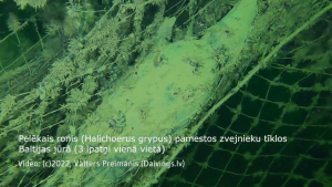 Sellar en redes. Redes fantasma en el Mar Báltico.