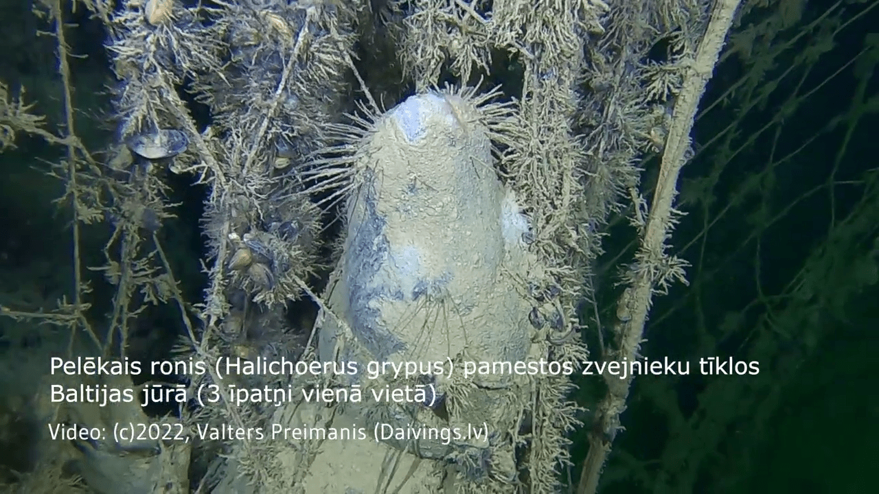 Geisternetze in der Ostsee