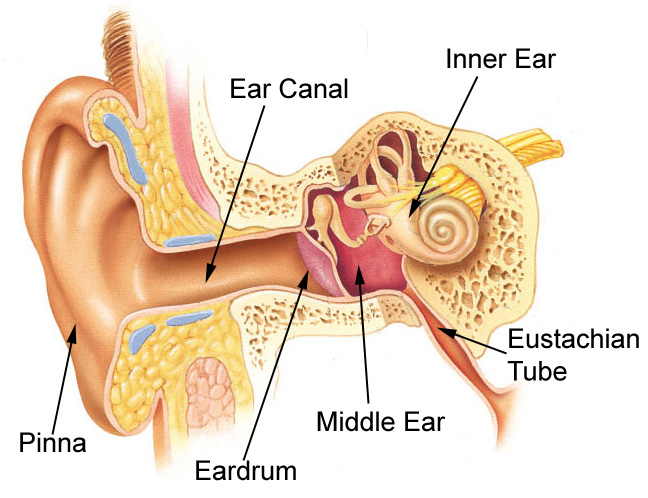 kõrva struktuur